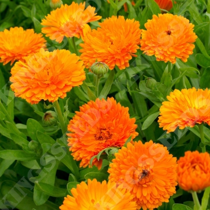 Picture of Calendula - Orange King